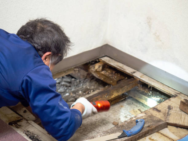 Best Toxic Mold Removal  in Holtville, AL