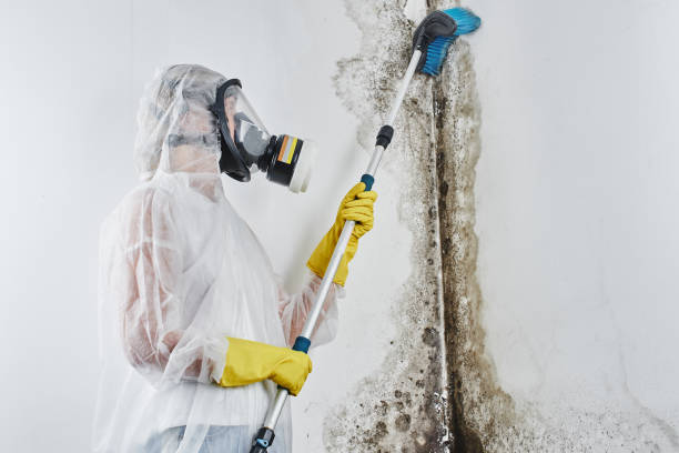 Best Mold Removal Process  in Holtville, AL