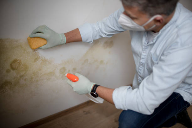 Crawl Space Mold Removal in Holtville, AL