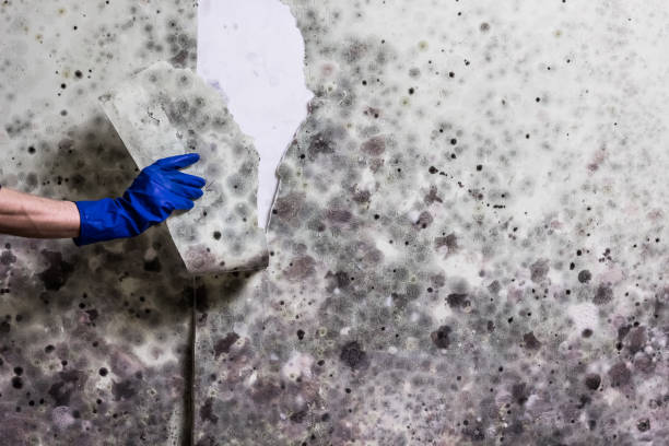 Mold Removal Process in Holtville, AL